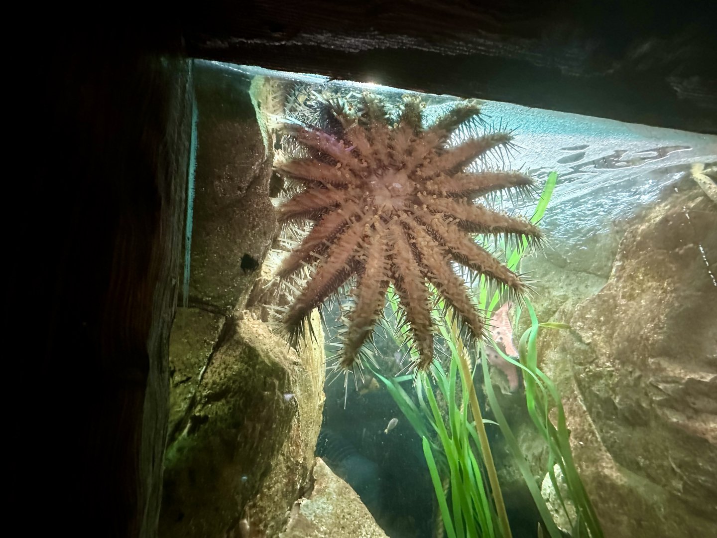 Crown-of-thorns starfish (Acanthaster planci)