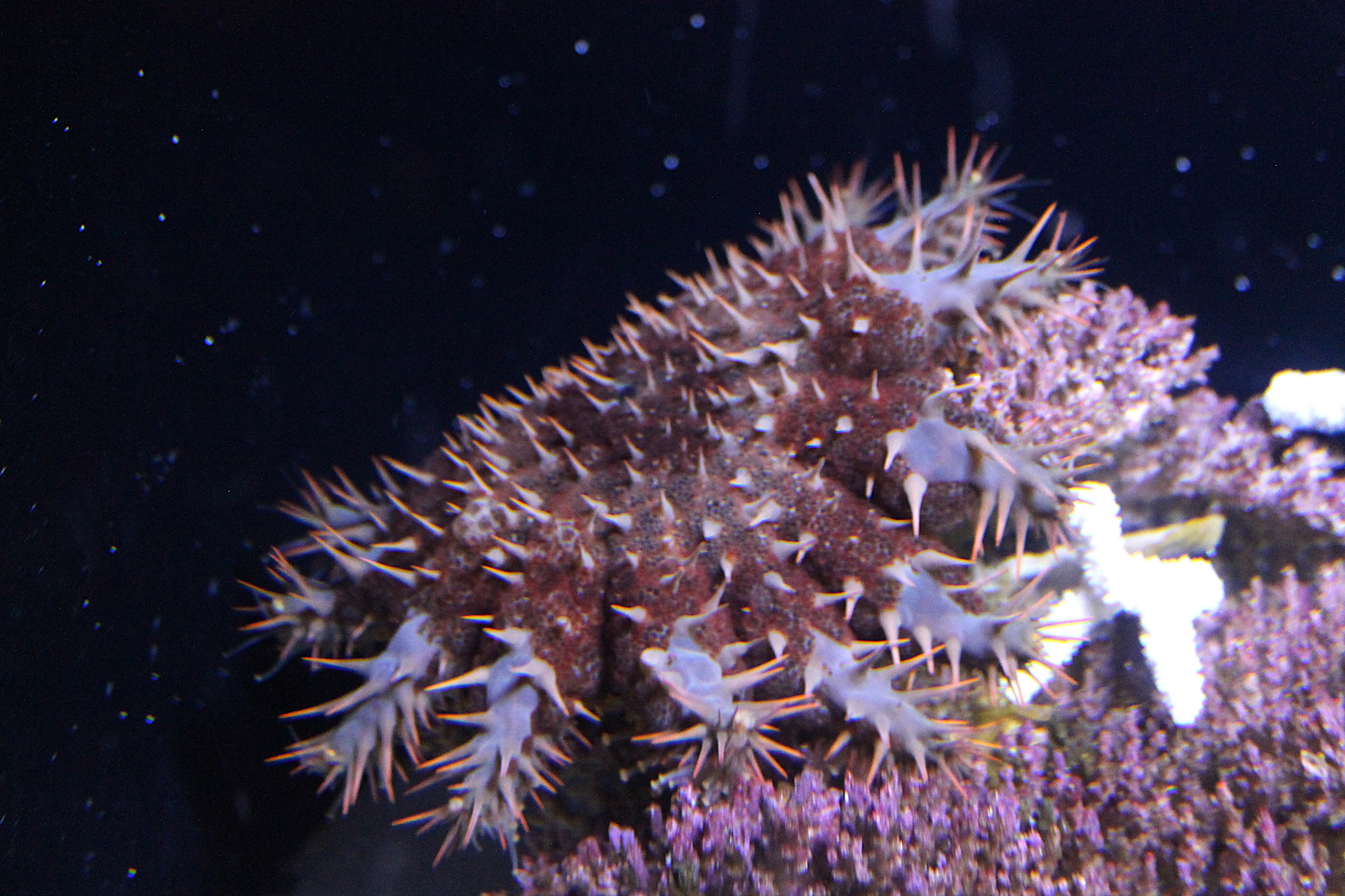 Crown of Thorns Starfish (Acanthaster planci)