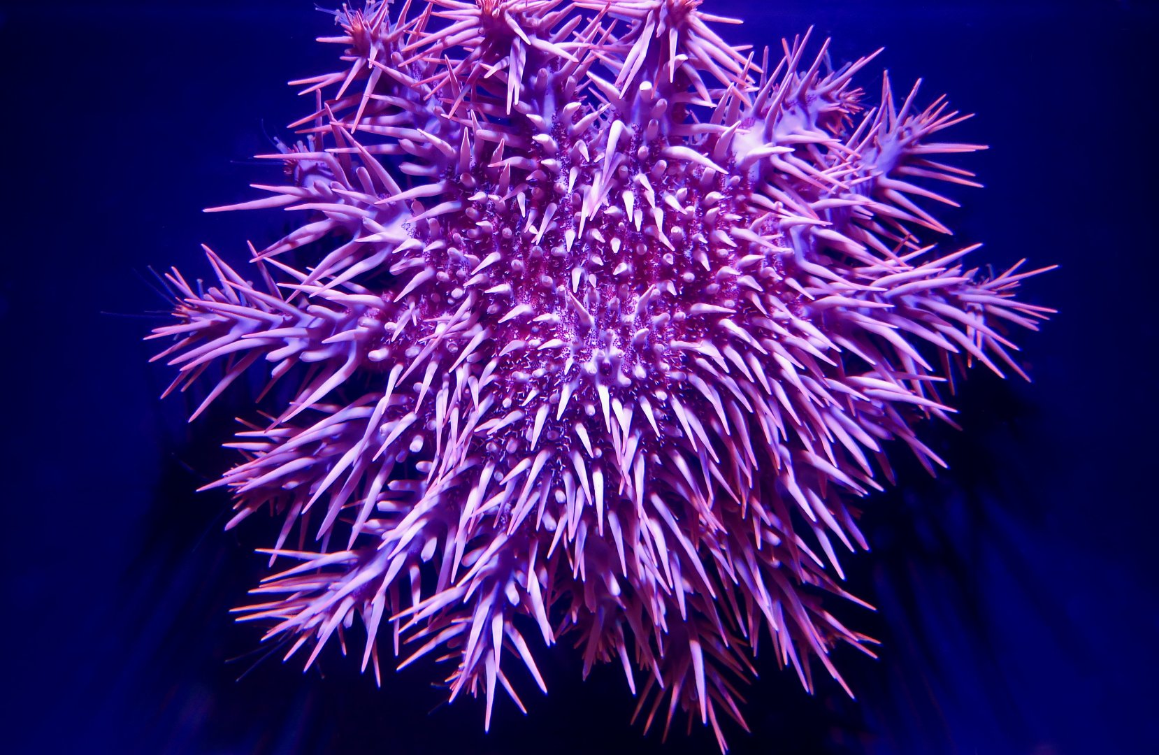 Crown-of-Thorns Starfish (Acanthaster planci)