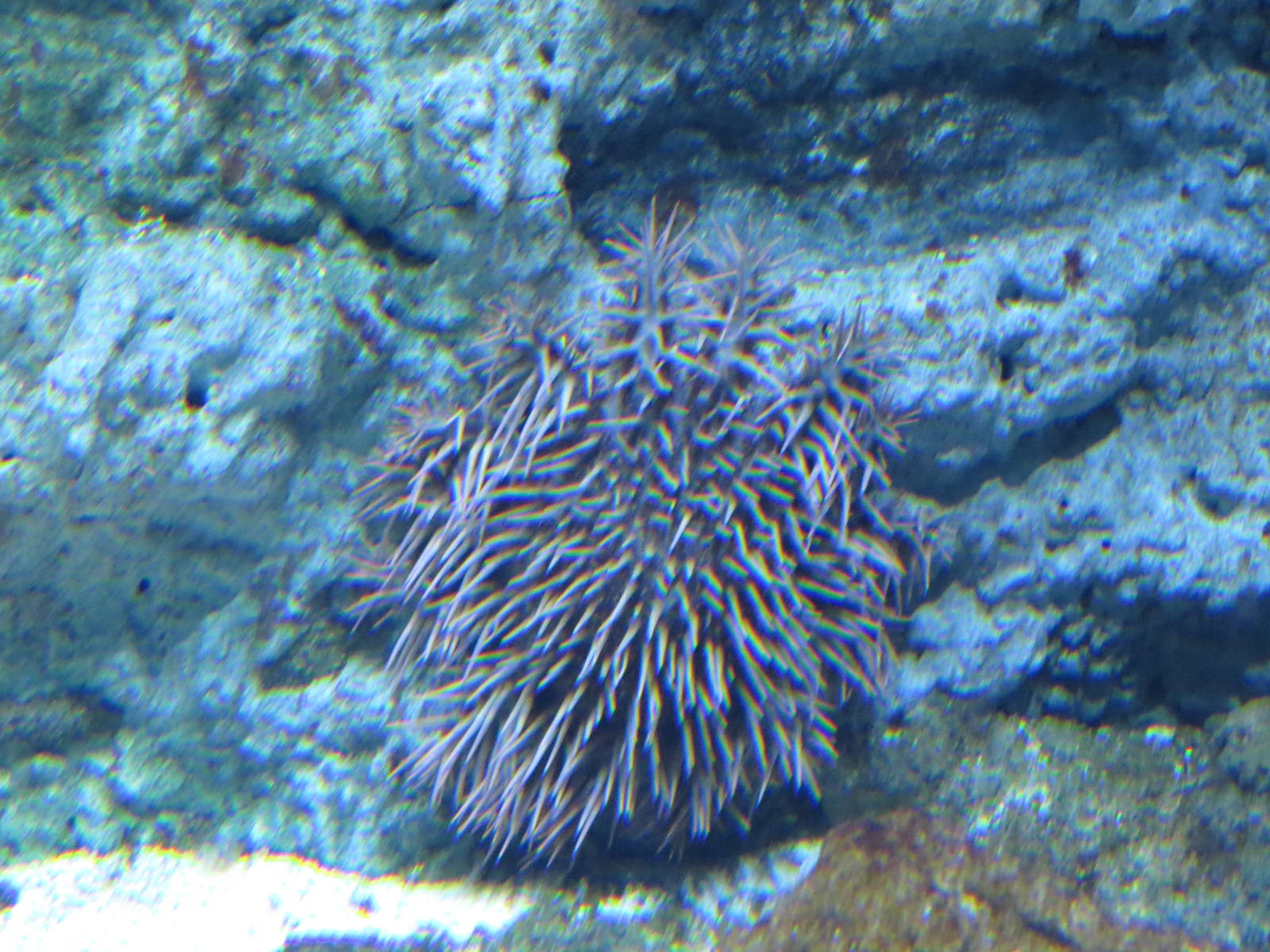 Crown-of-thorns starfish, June 2015.