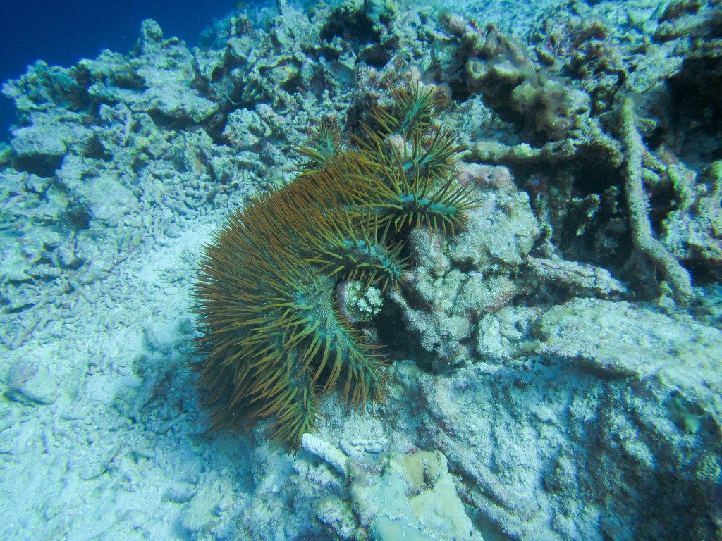 Crown-of-Thorns Starfish