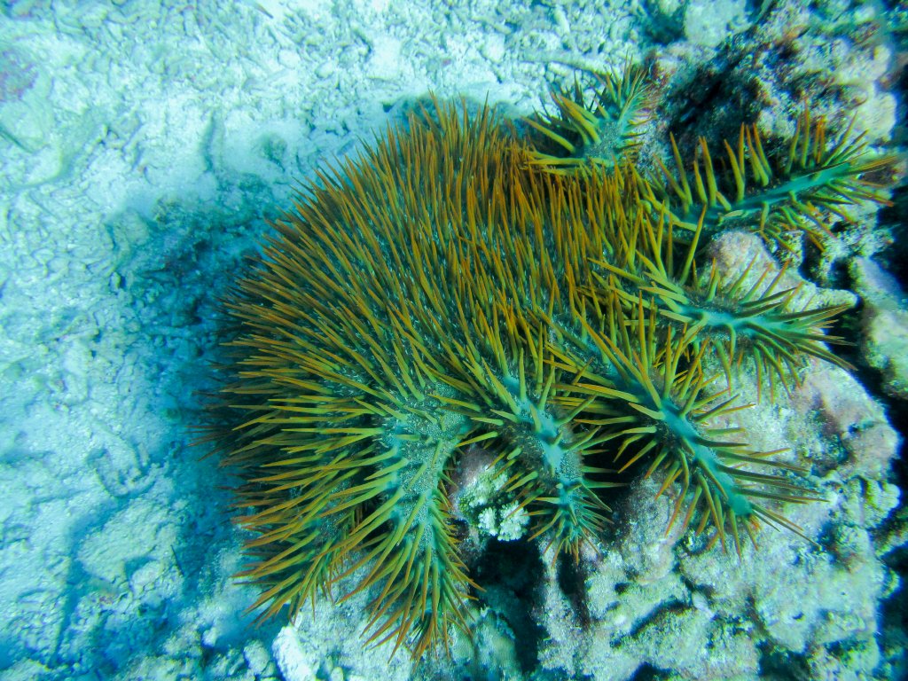 Crown-of-Thorns Starfish