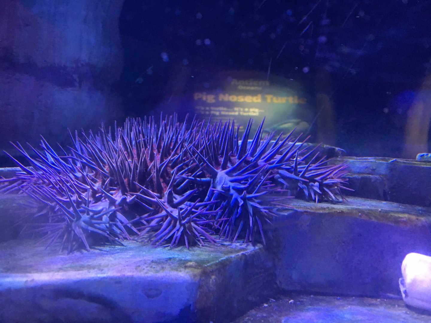 Crown of Thorns Starfish