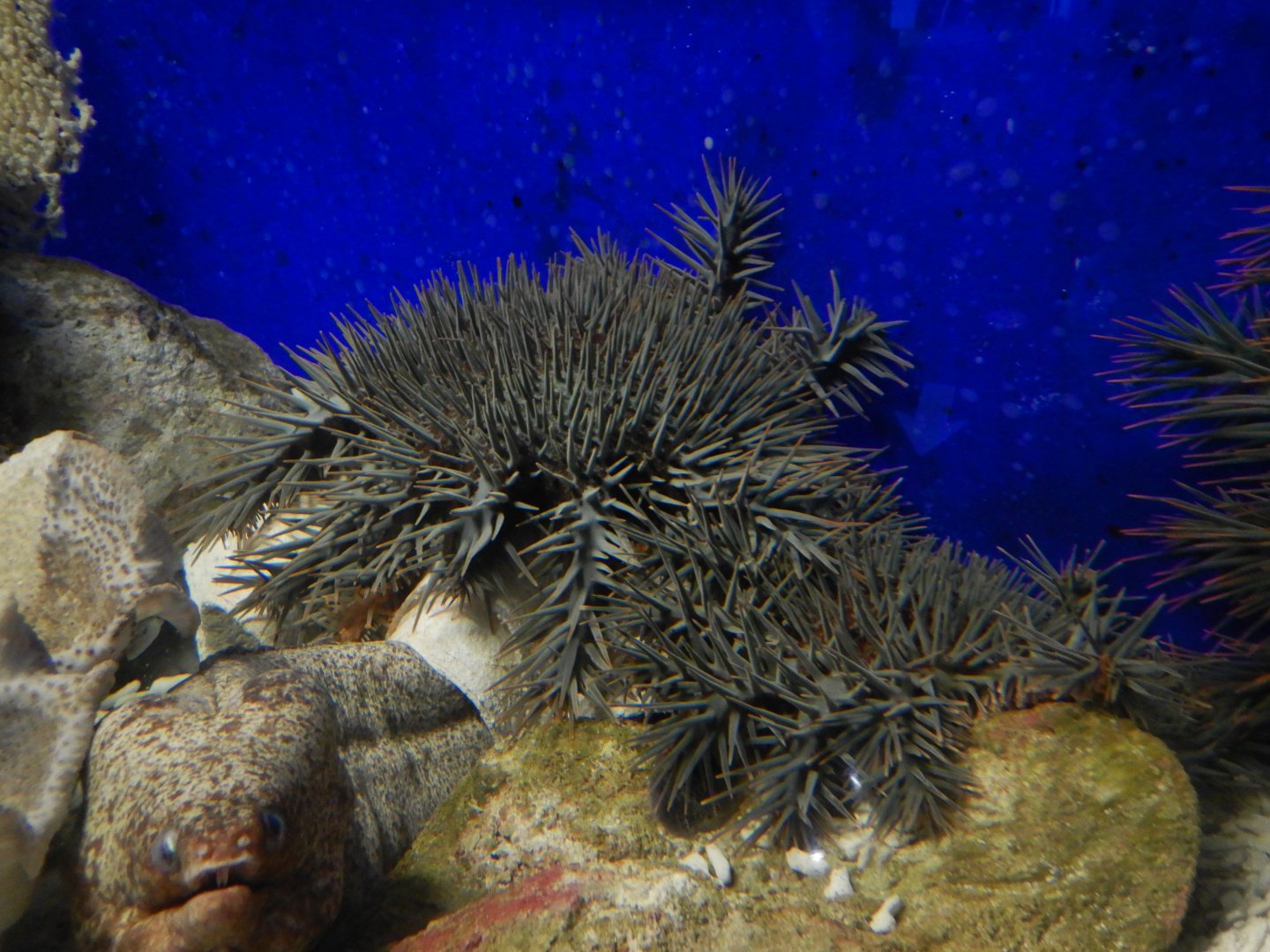 Crown Of Thorns Starfish