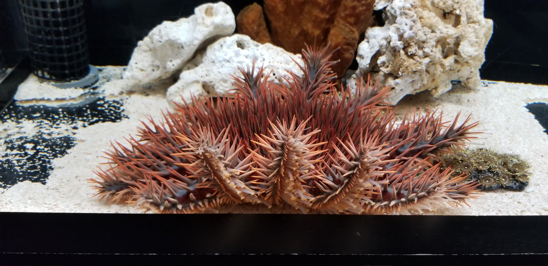 Crown of Thorns Starfish