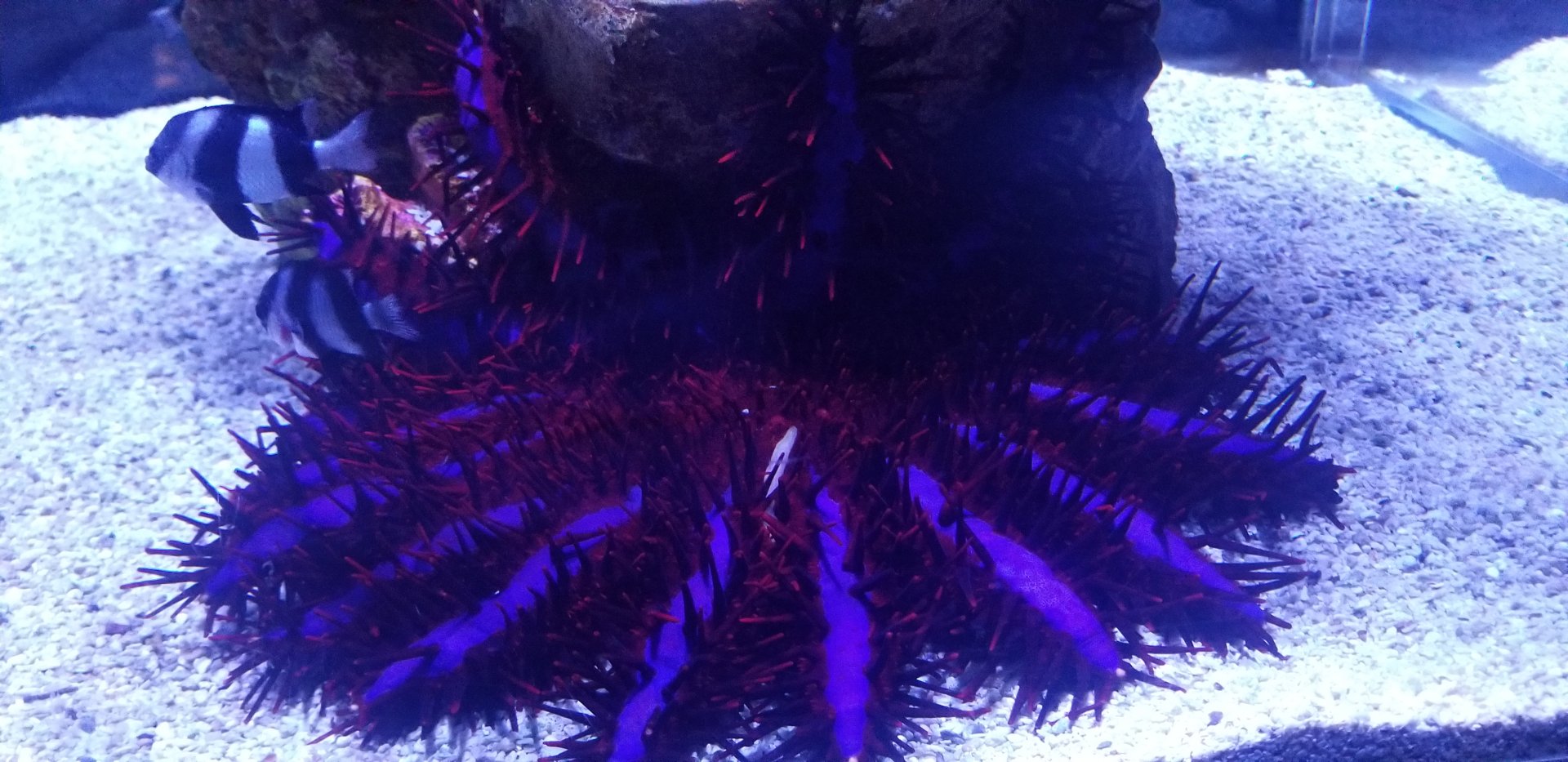 Crown-of-thorns Starfish
