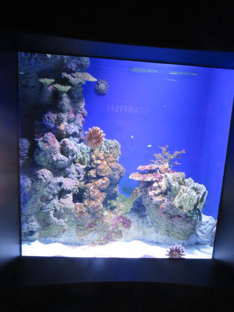 Crown of throns star fish and olive sea snake tank