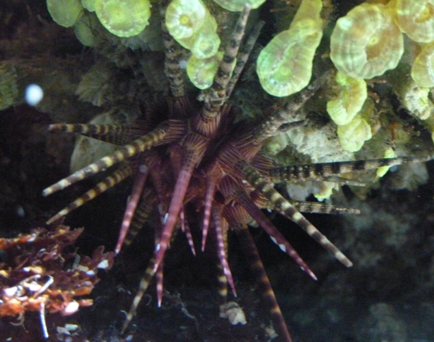 Crown-spined pencil urchin (Prionocidaris baculosa)