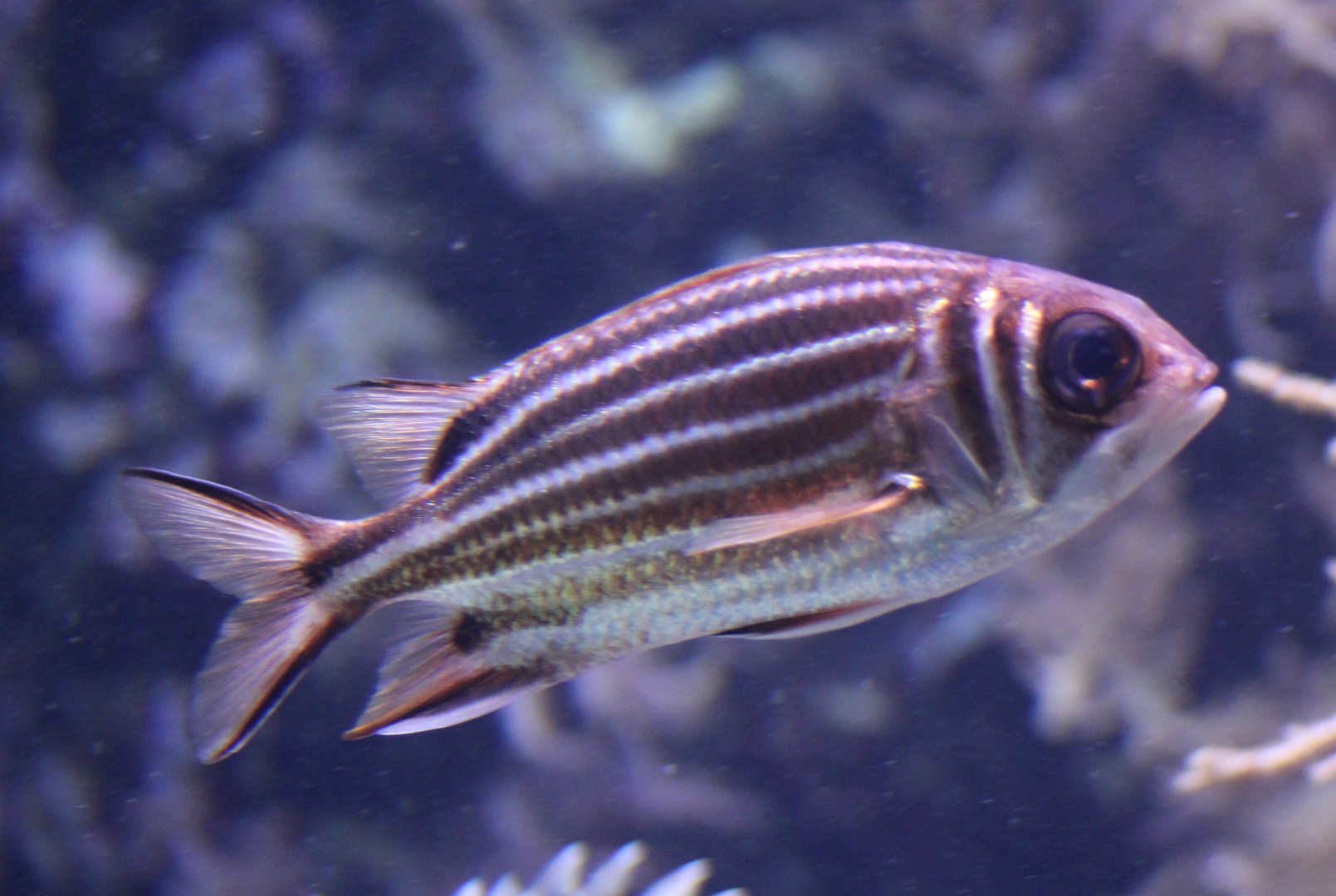 Crown squirrelfish
