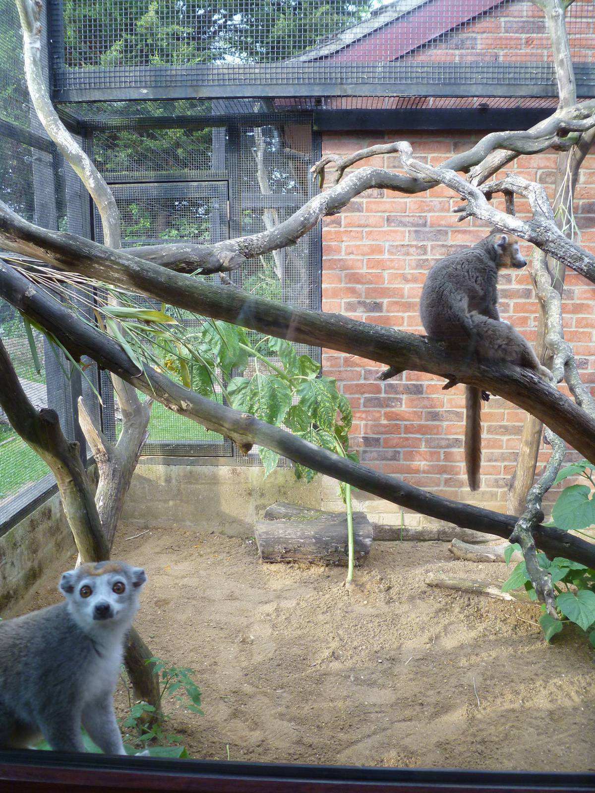 crownd lemurs exhibit