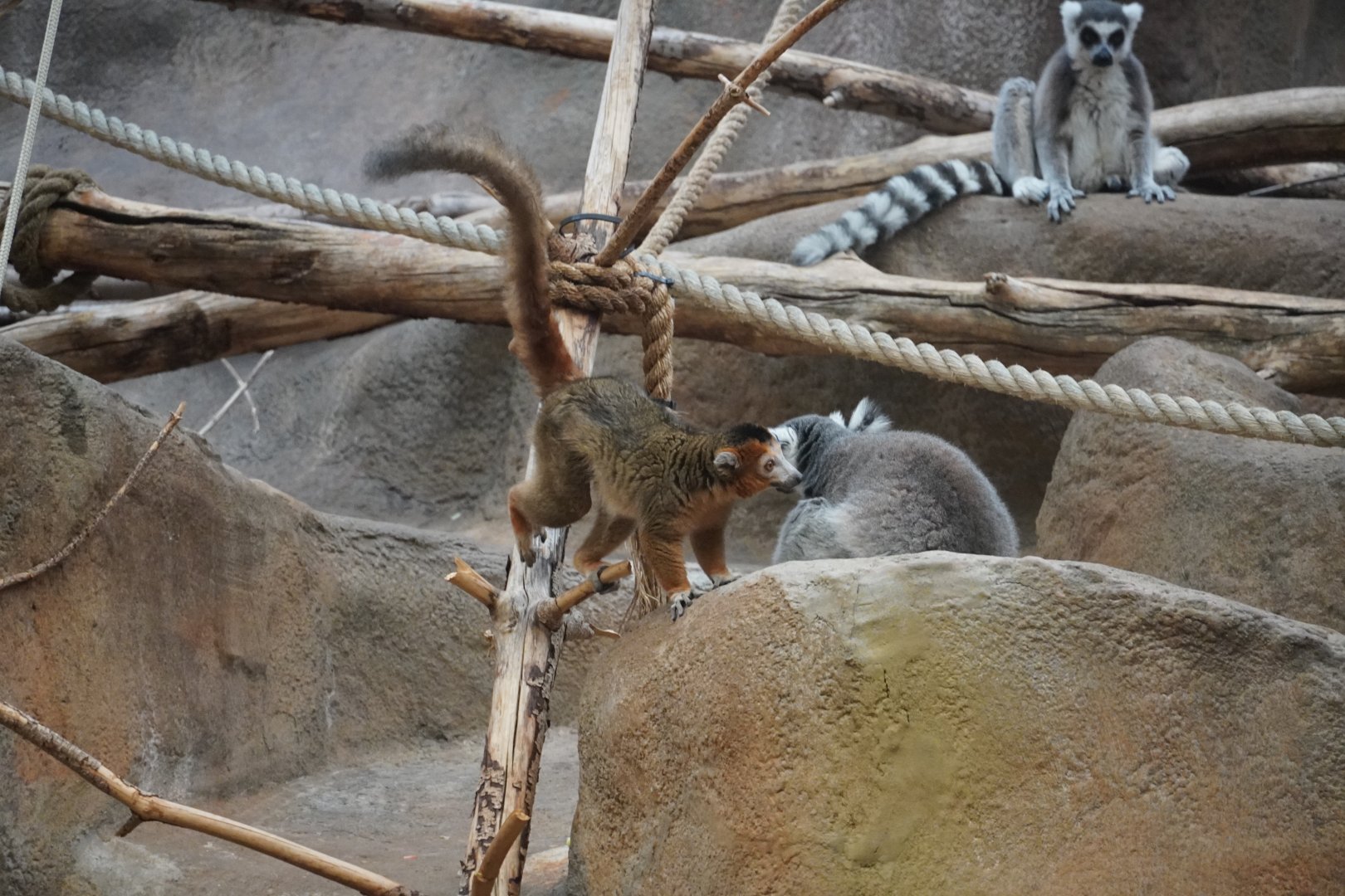 Crowned and Ring-Tailed Lemurs
