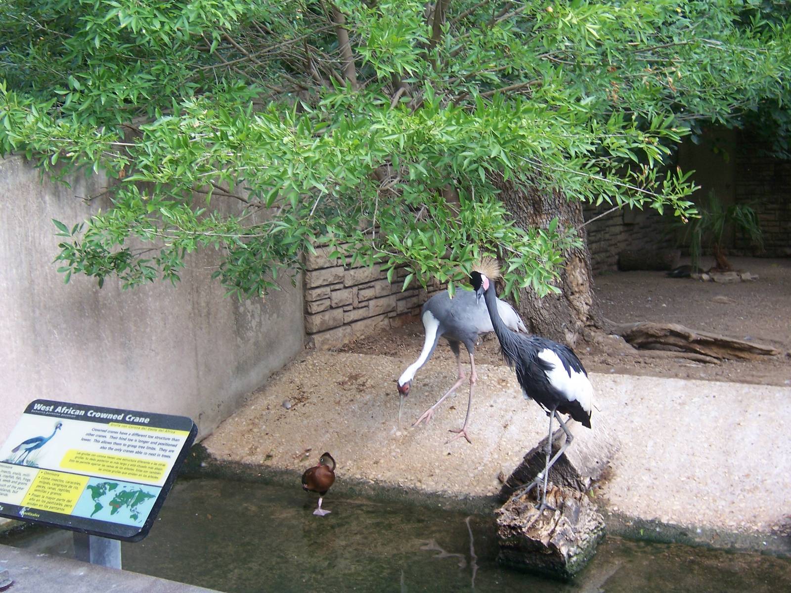Crowned and white-naped Crane