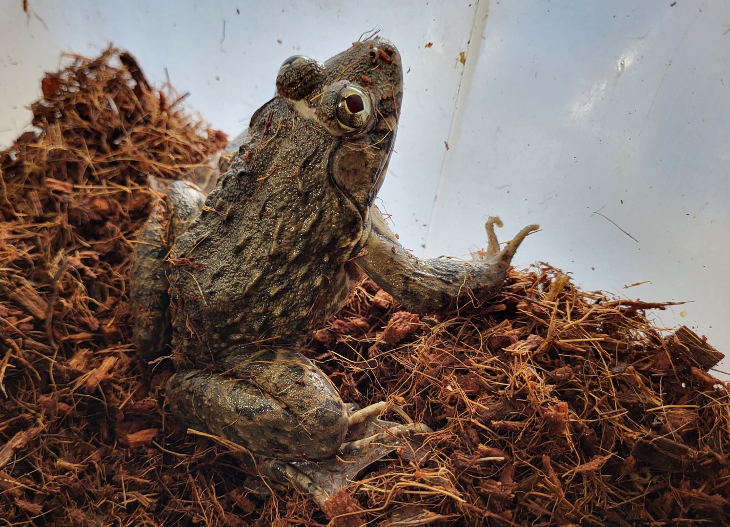 Crowned bullfrog - aka African tiger frog - Hoplobatrachus occipitalis