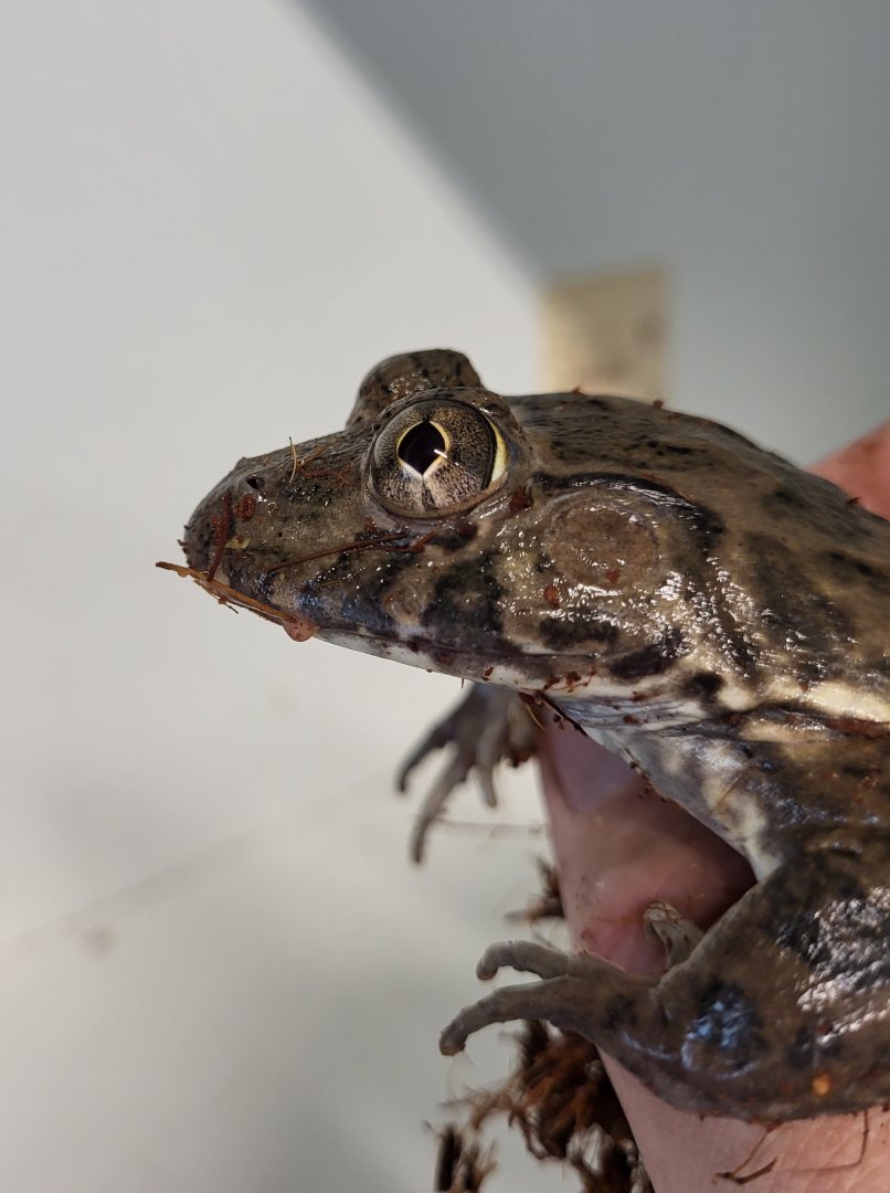 Crowned bullfrog - aka African tiger frog - Hoplobatrachus occipitalis