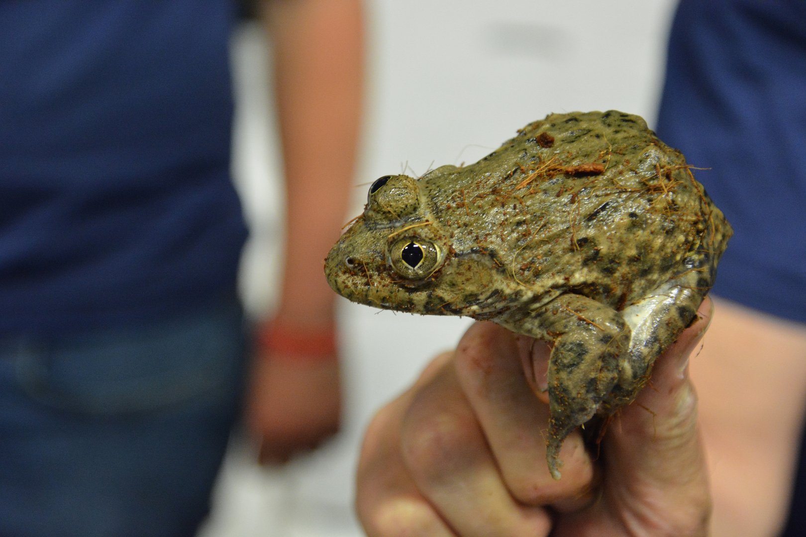 Crowned bullfrog (Hoplobatrachus occipitalis)