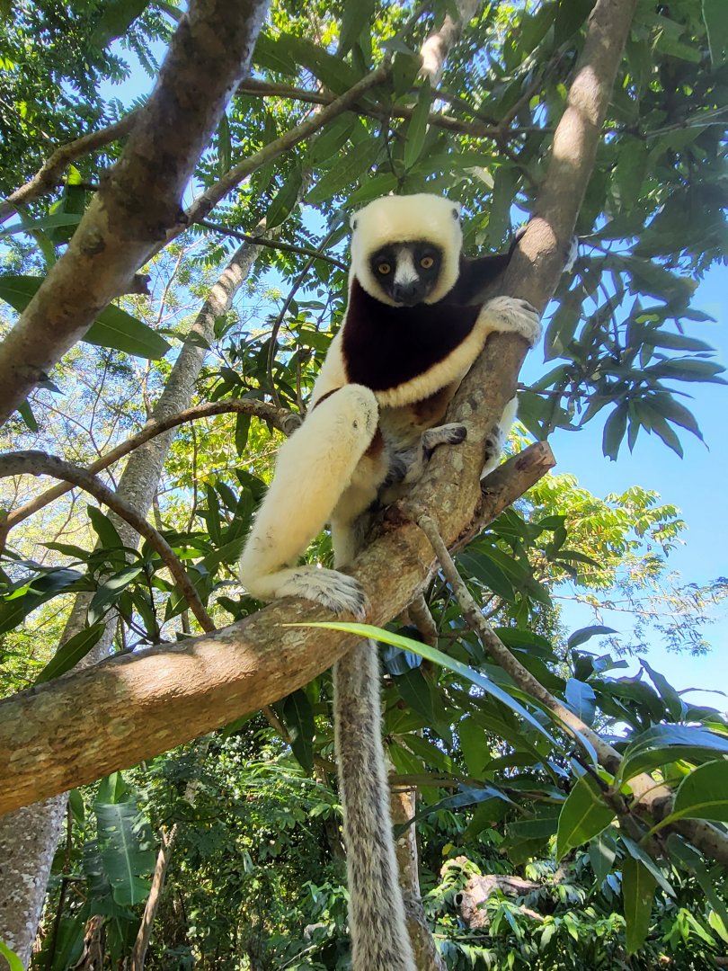 Crowned/Coquerel's Sifaka hybrid at Lemuria Land on Nosy Be