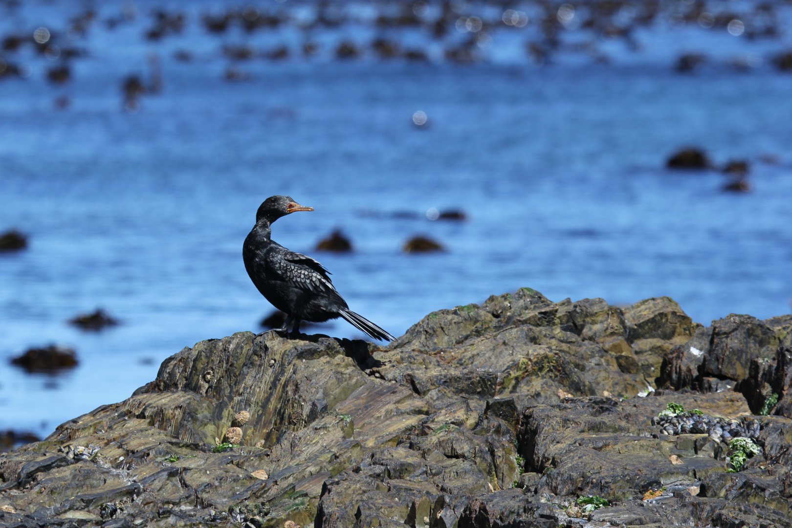 Crowned Cormorant (Microcarbo coronatus) probably