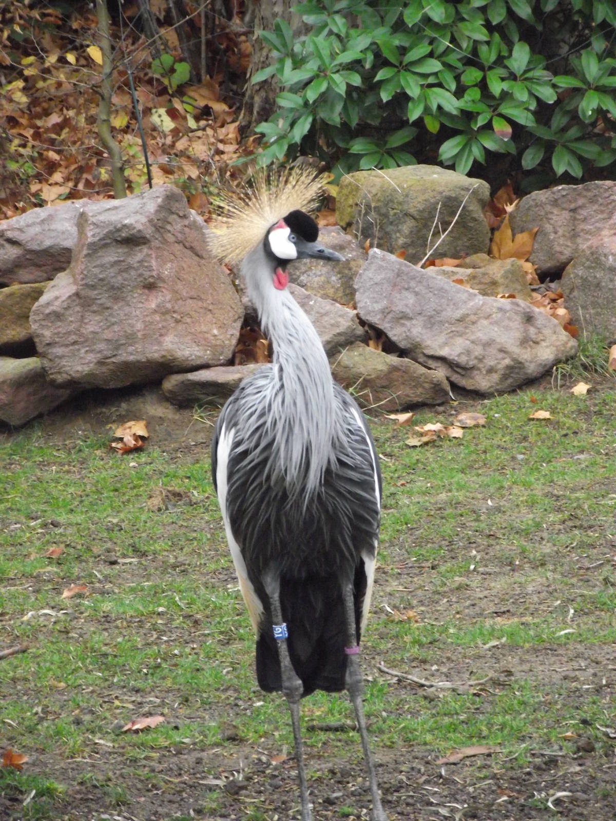 crowned crane 041211