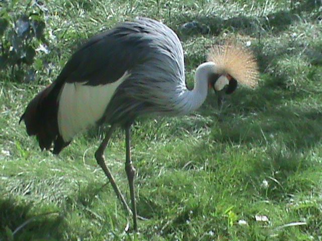 crowned crane 070511