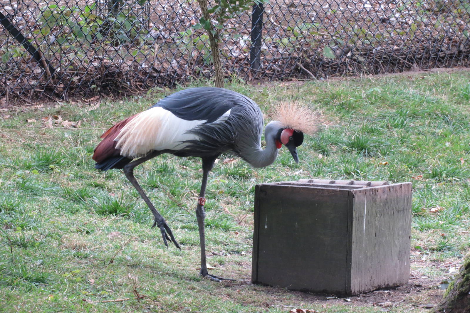 Crowned Crane 08/14