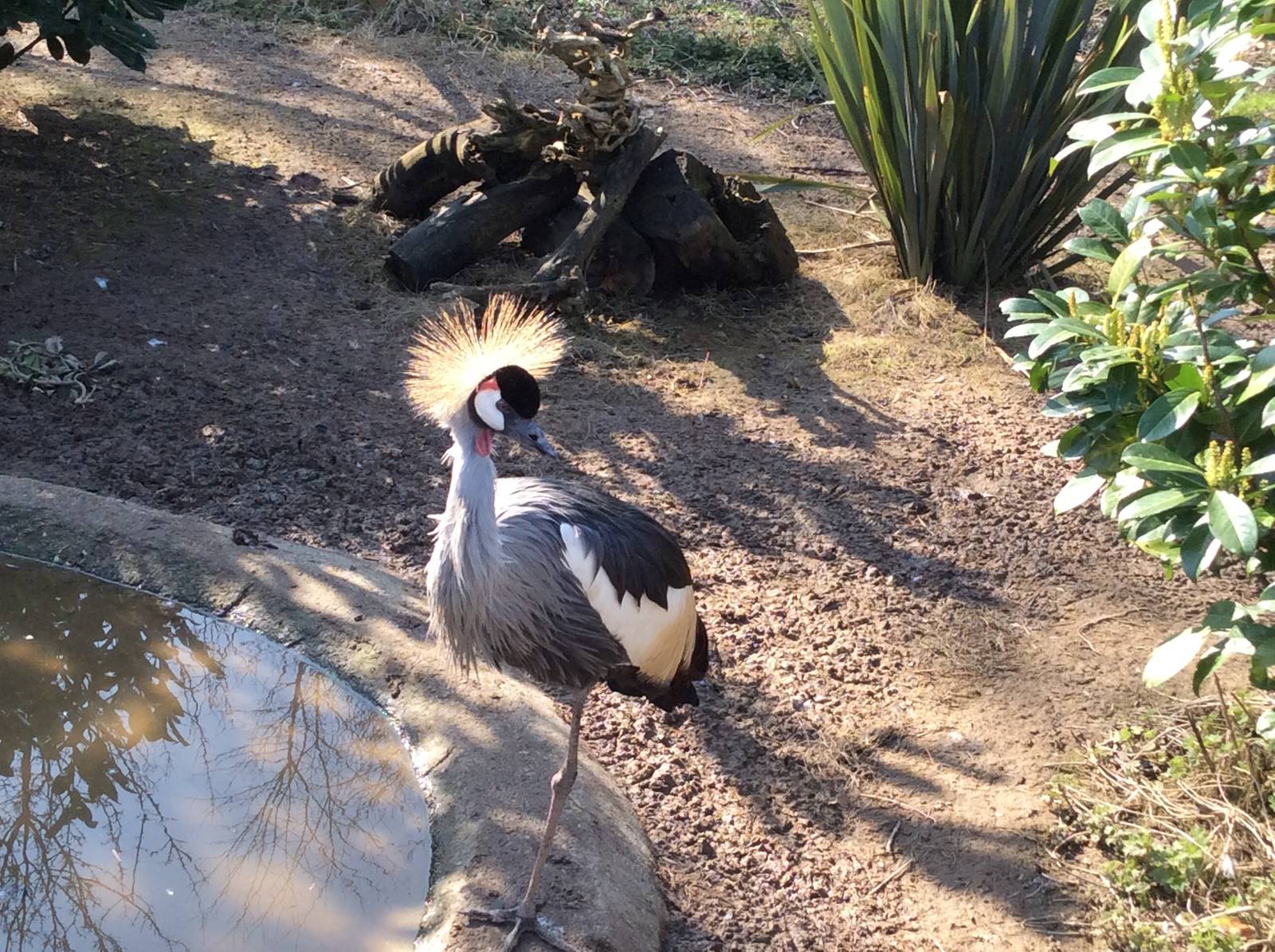 Crowned Crane 090314