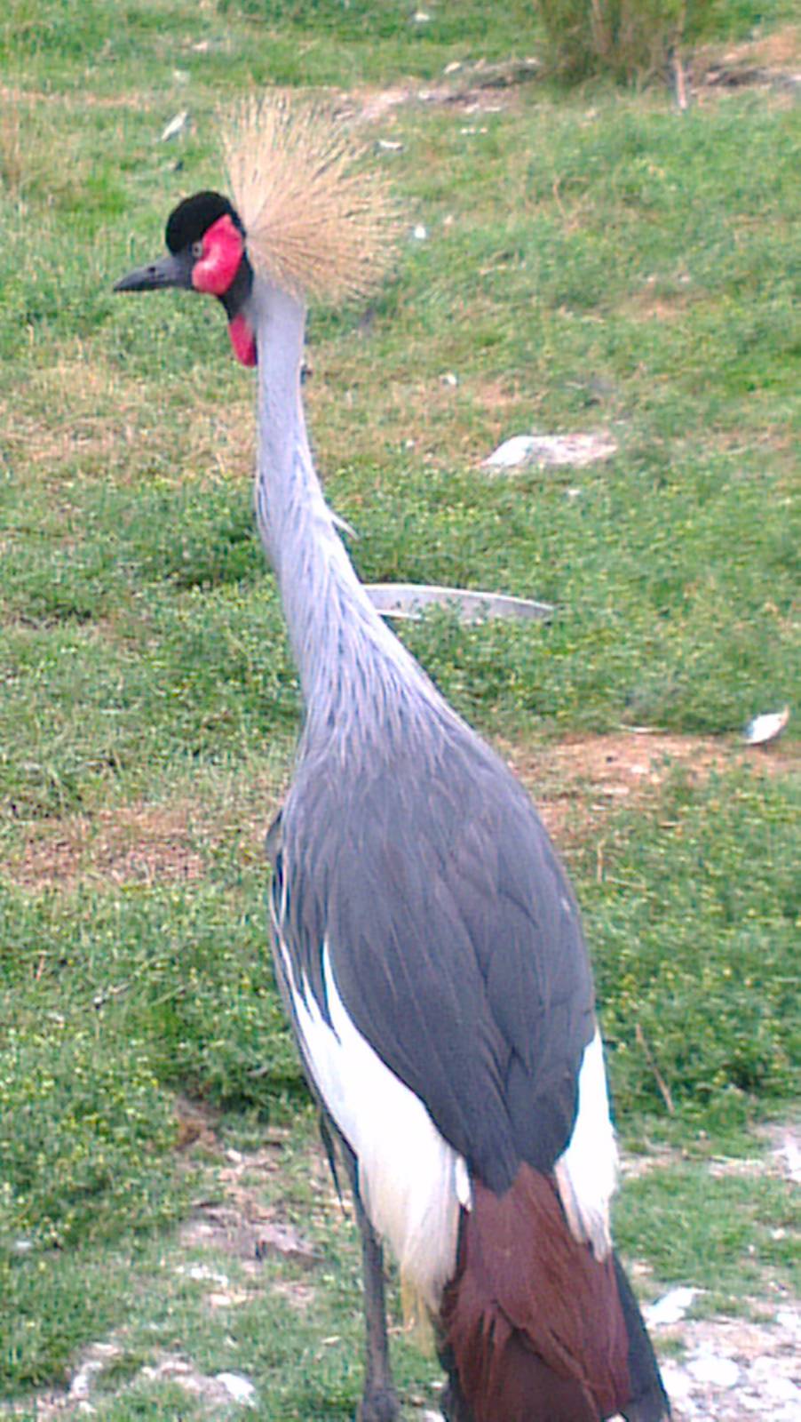 Crowned Crane 200713
