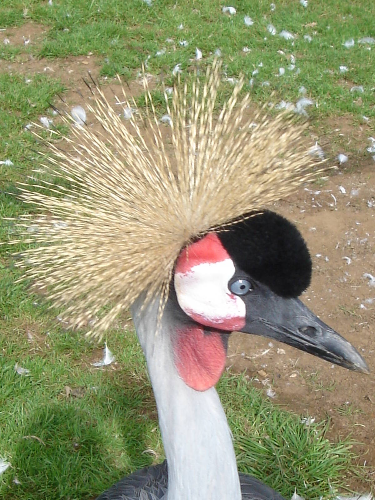 Crowned Crane 2009