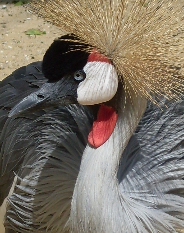 Crowned Crane 2012
