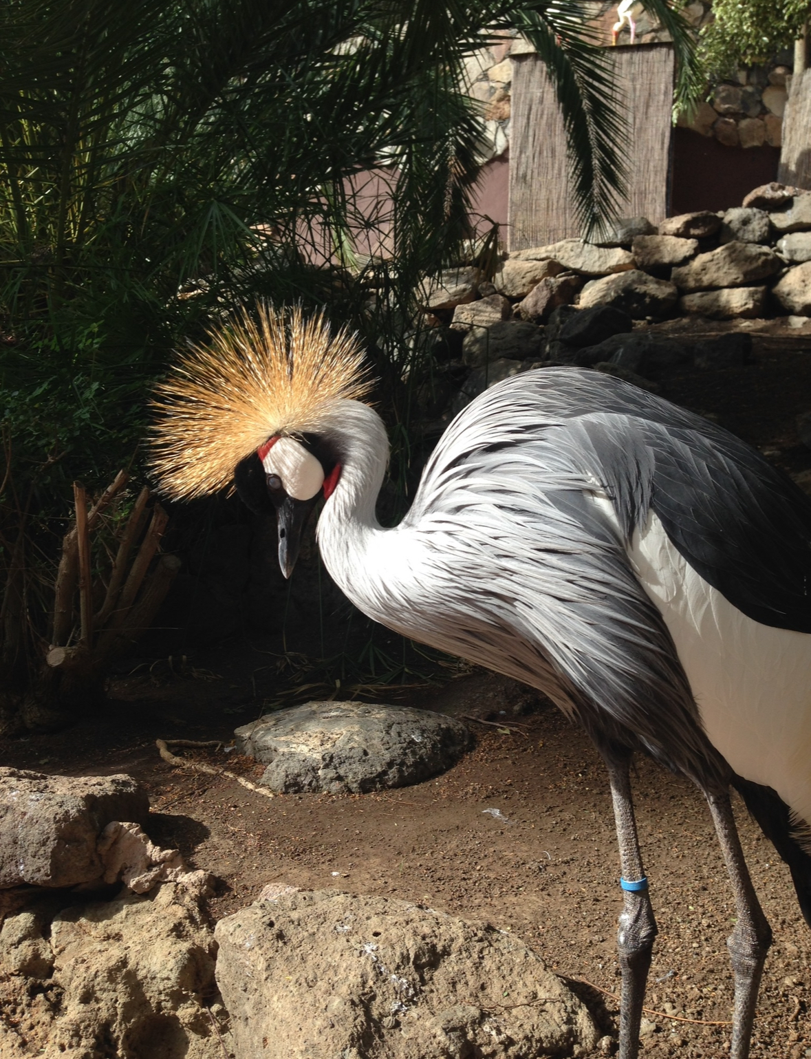 Crowned crane 2015