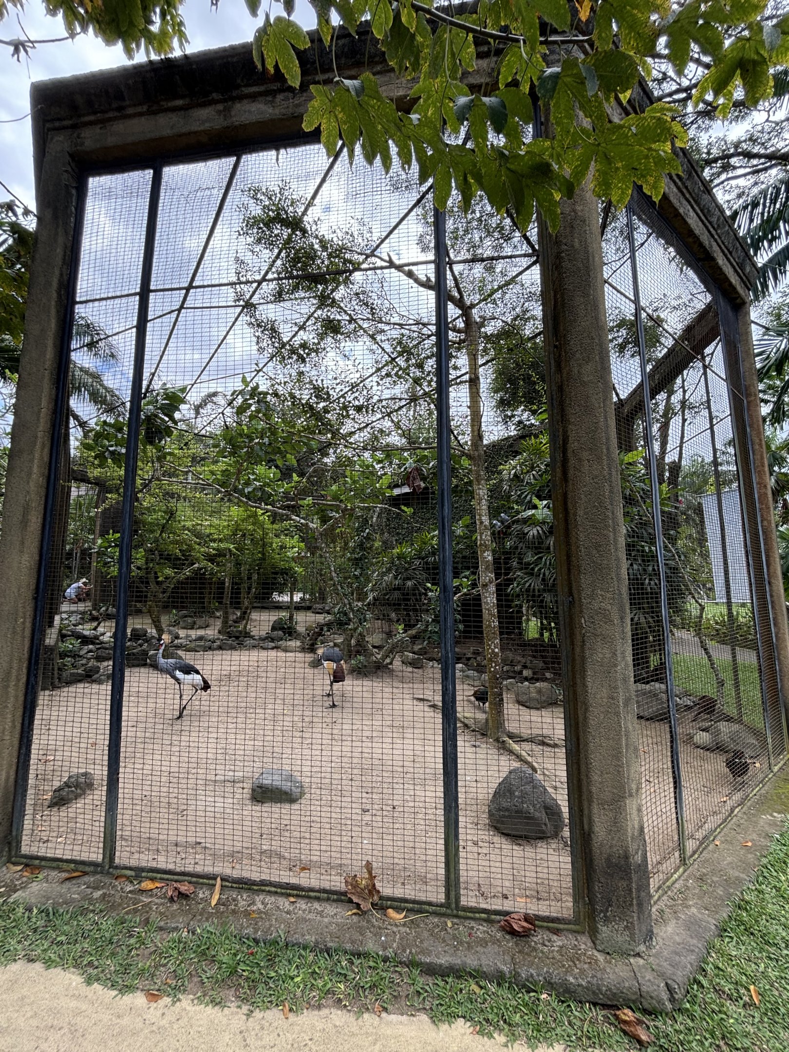 Crowned Crane + African Grey Parrot Aviary