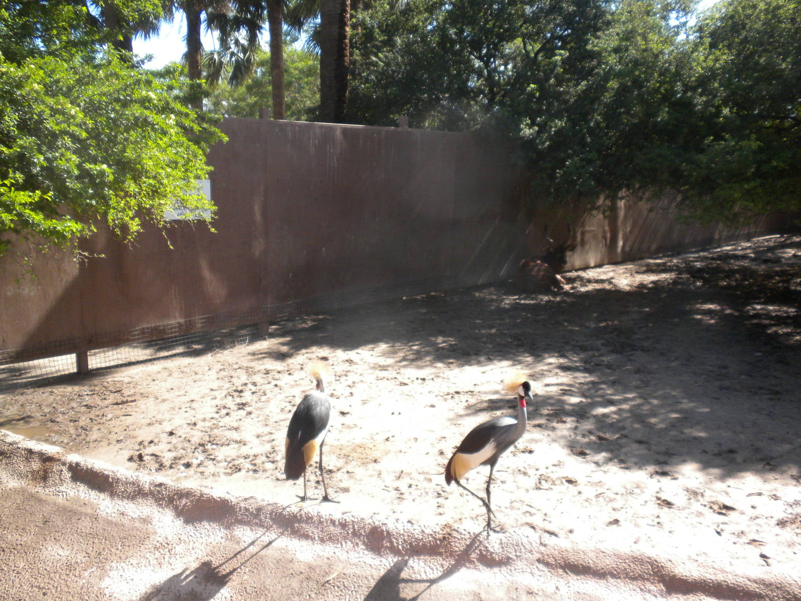 Crowned Crane and Bongo
