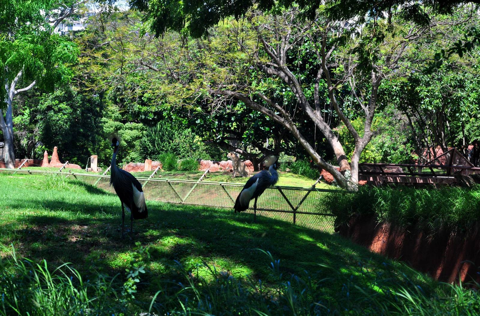 Crowned Crane and Cheetah Exhibits