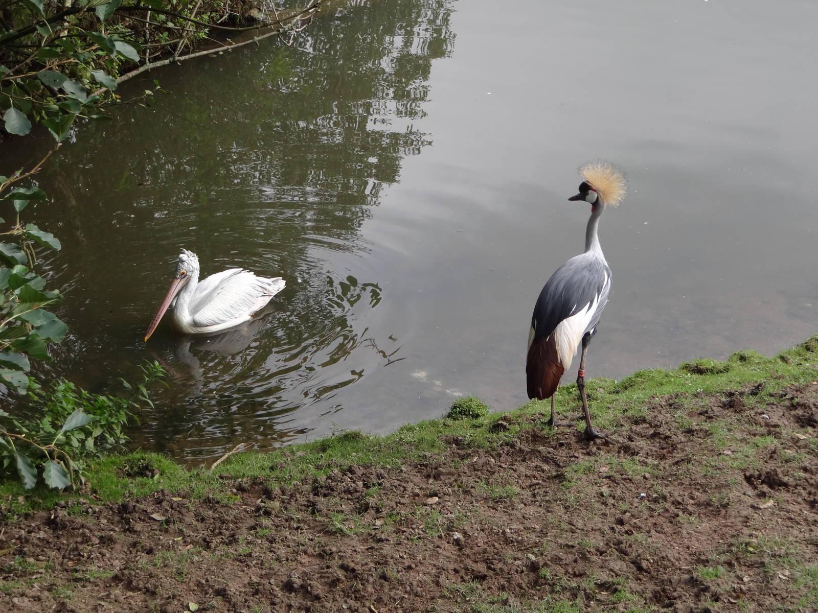 Crowned Crane and Dalmatian Pelican