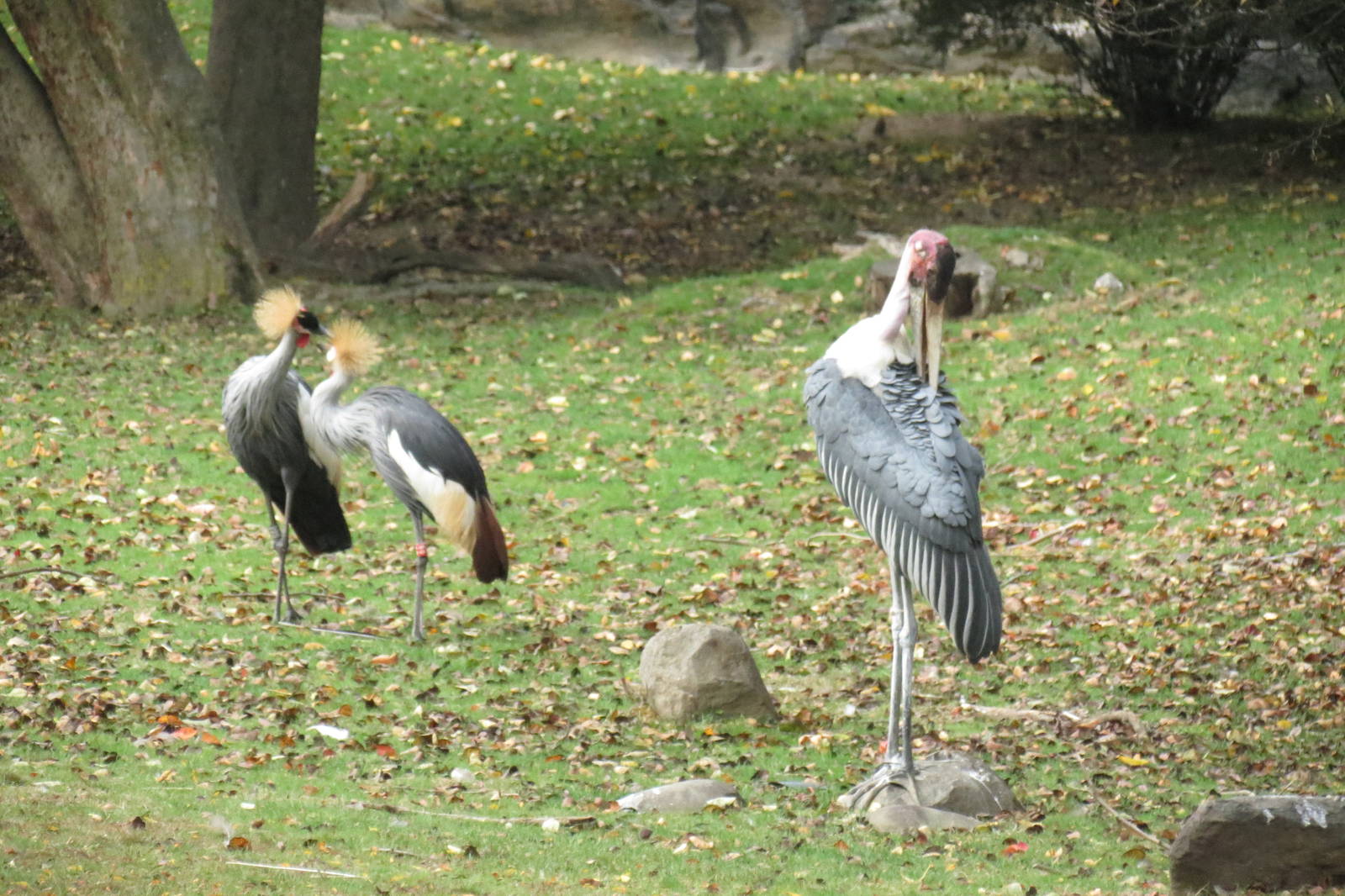 Crowned crane and marabou stork