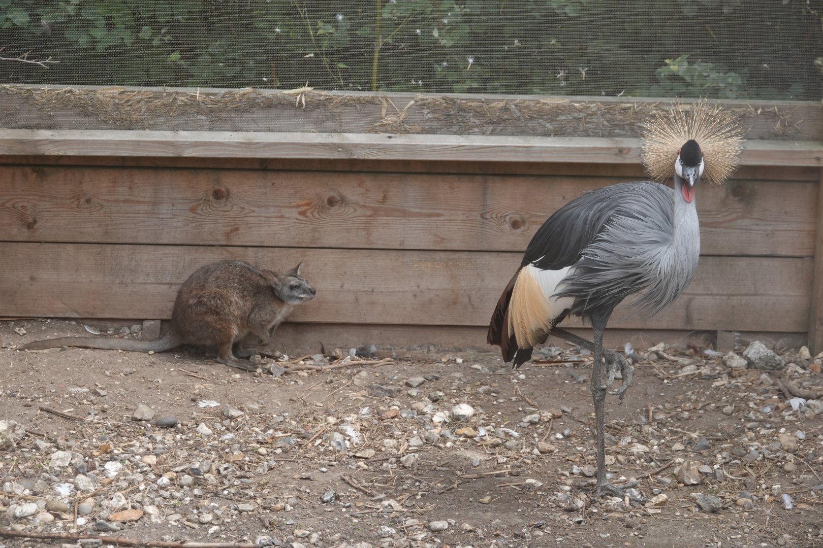 Crowned crane and parma wallaby