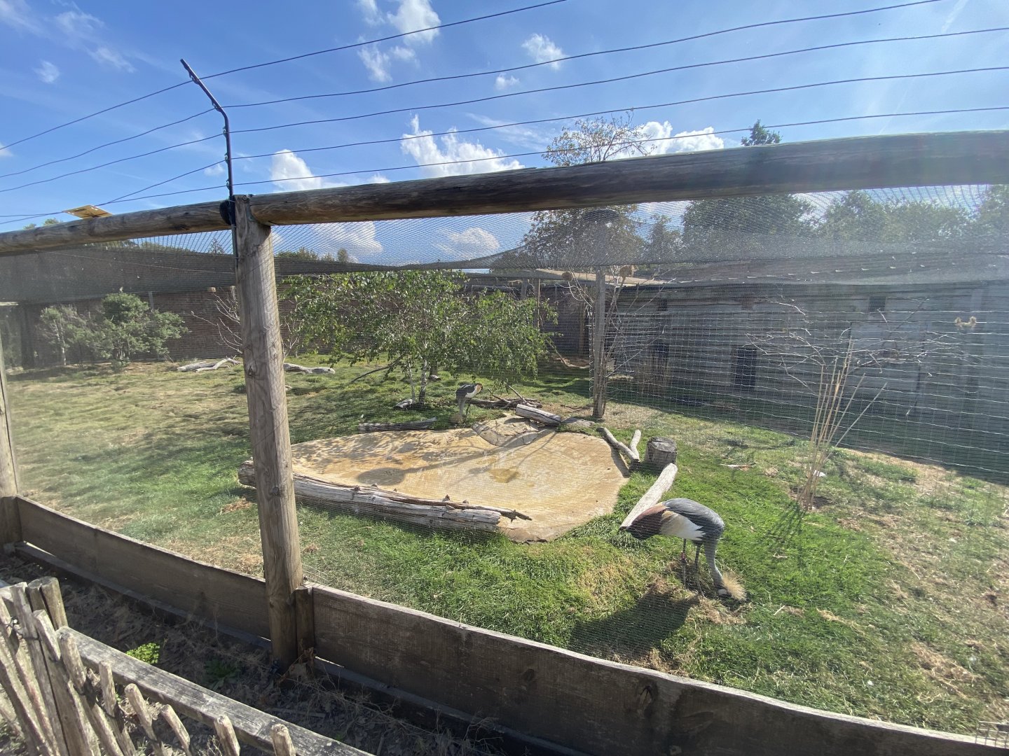 Crowned crane and weaver aviary