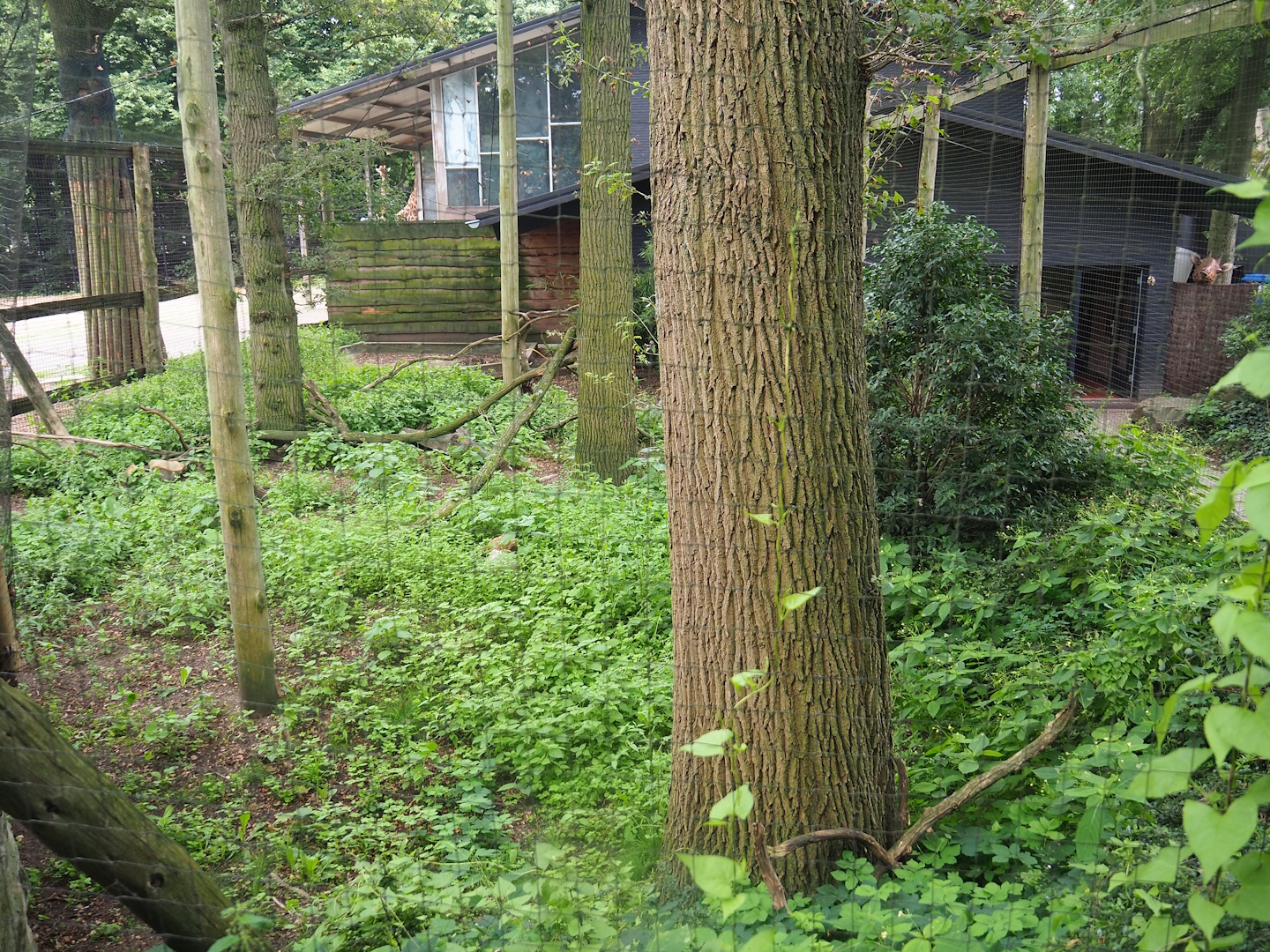 Crowned crane aviary, 2023-08-17