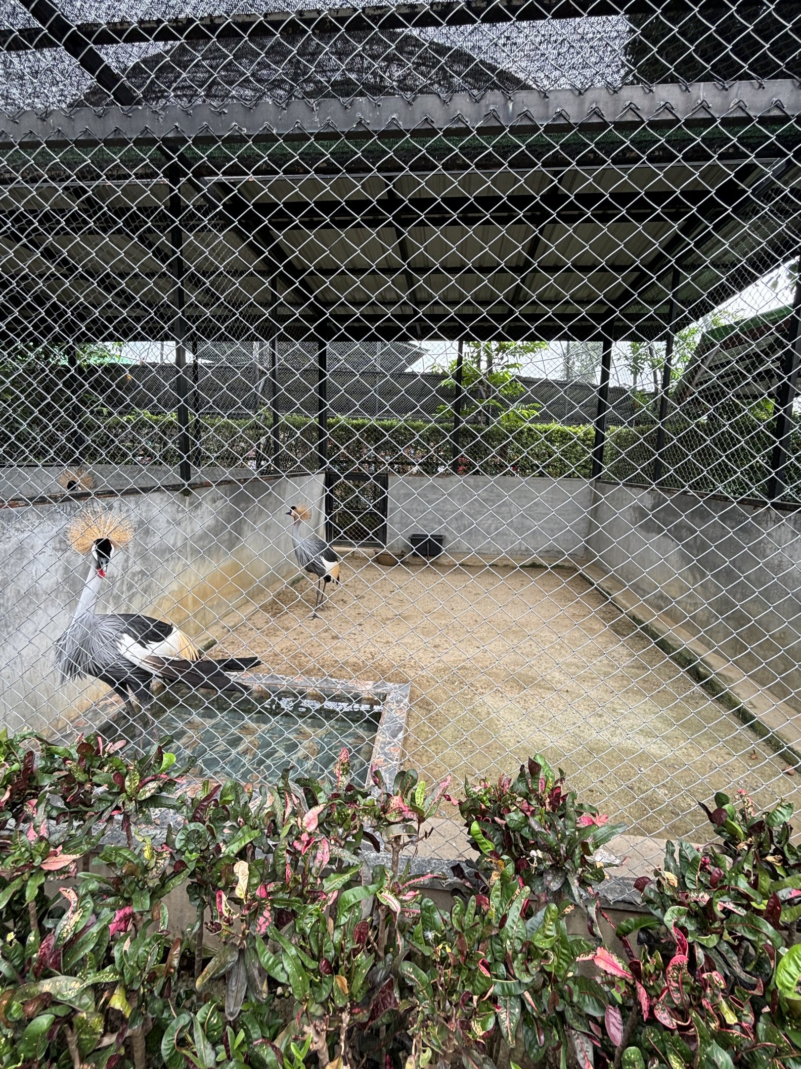 Crowned Crane Aviary - Lion Park