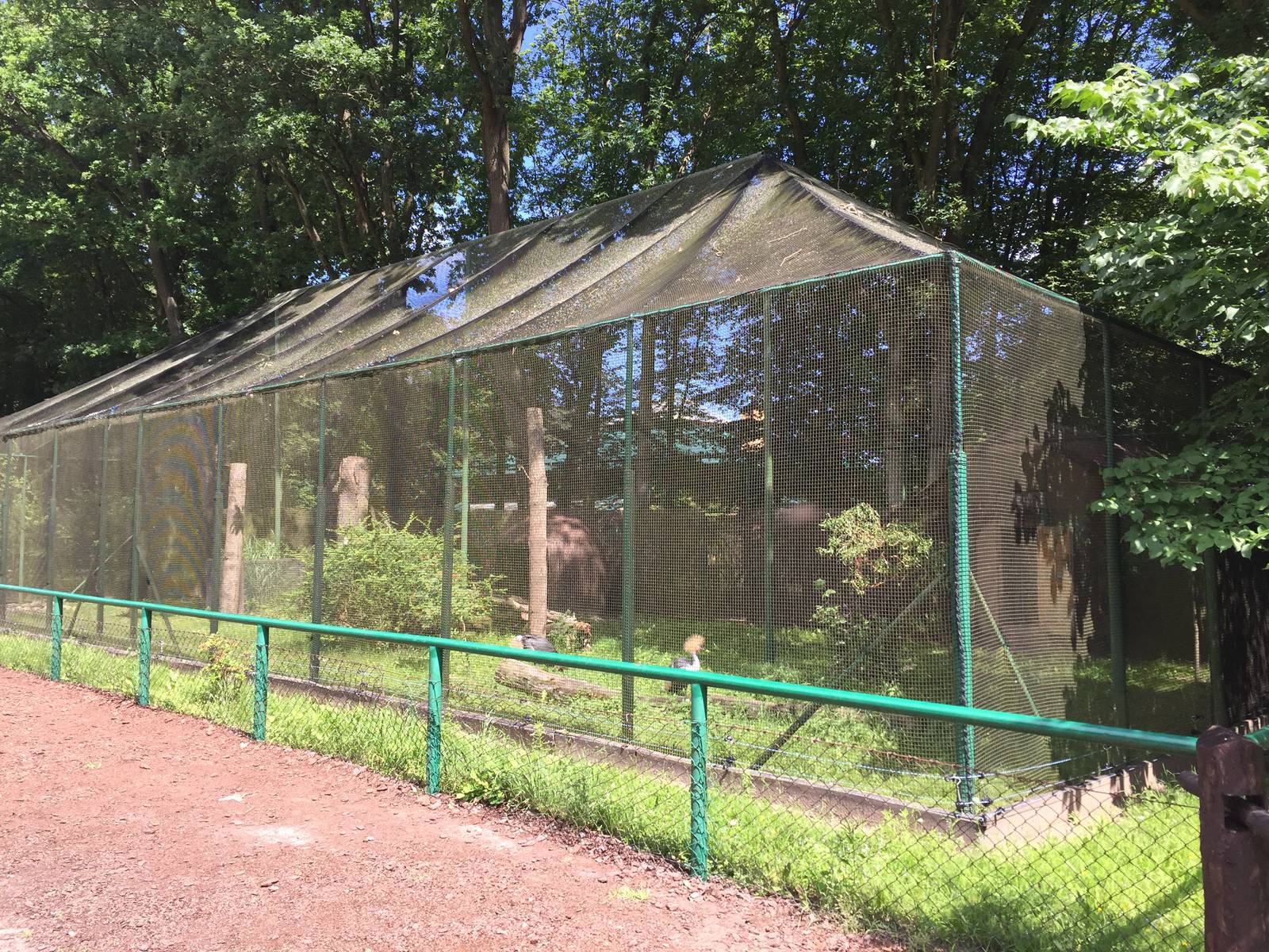Crowned Crane aviary - Zoo Gdansk 20.07.16.