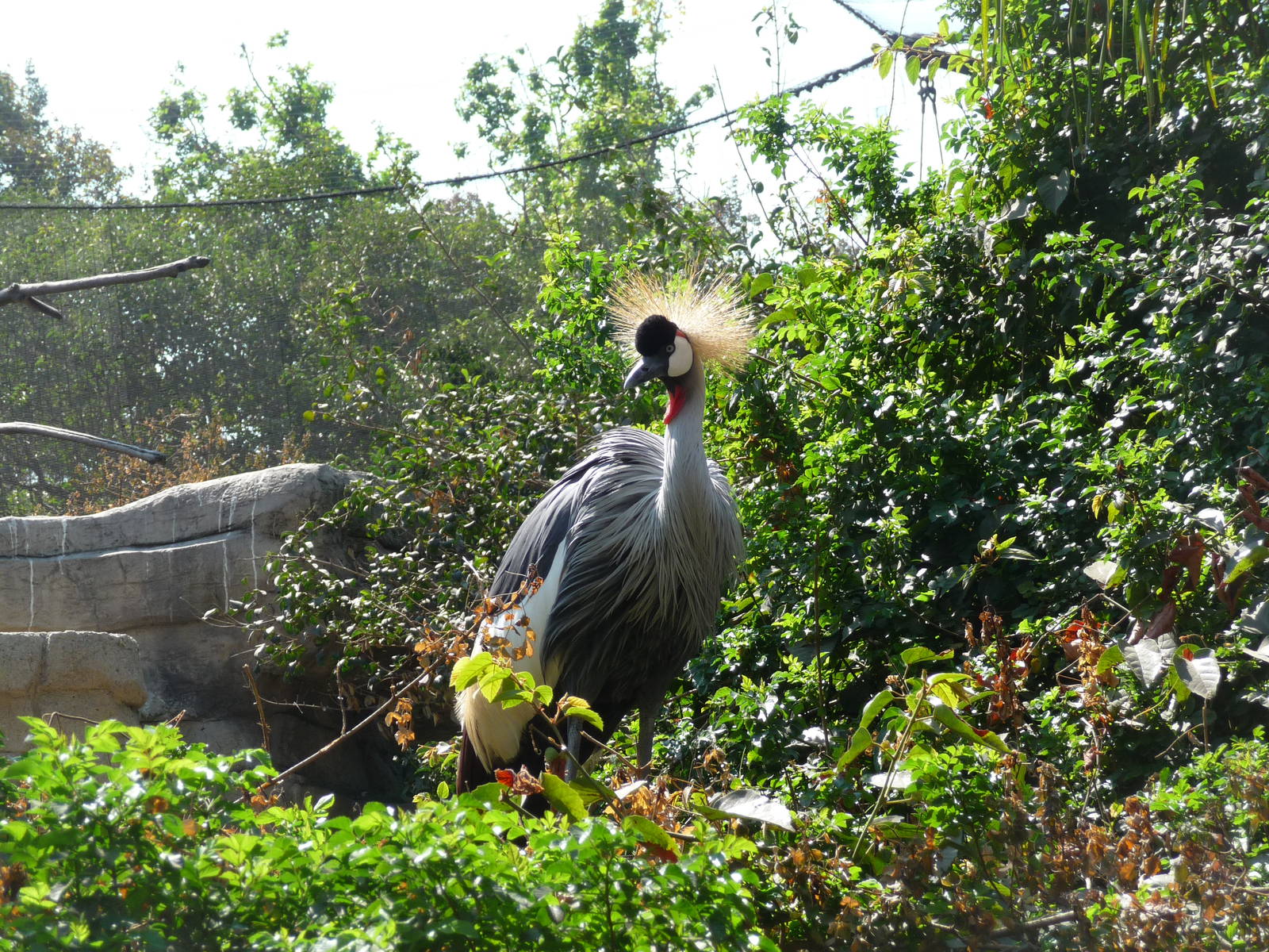 crowned crane chapultepec zoo