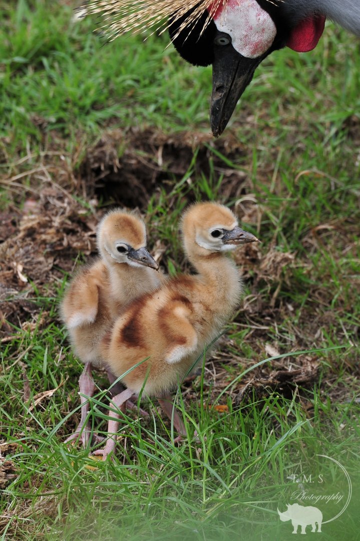Crowned Crane chicks