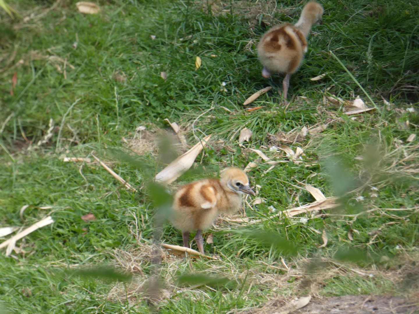 Crowned Crane chicks