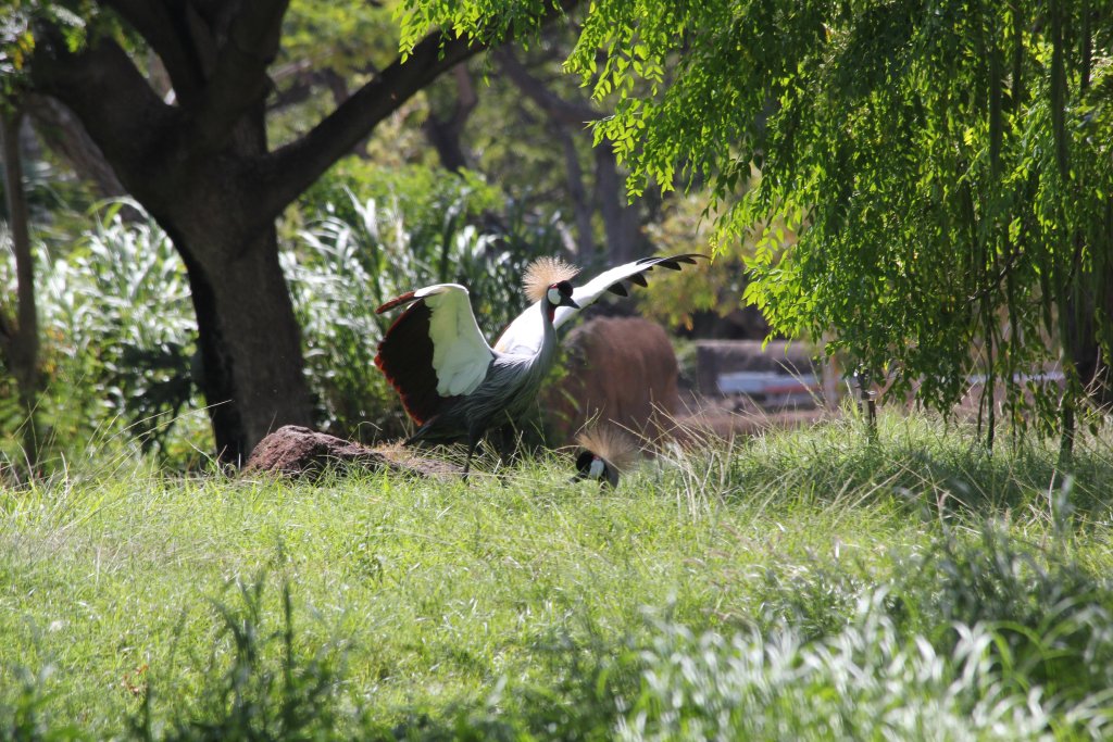 Crowned Crane dancing
