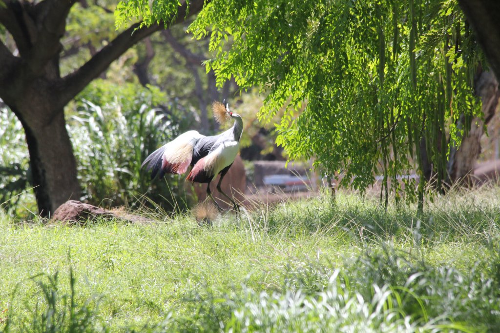 Crowned Crane dancing