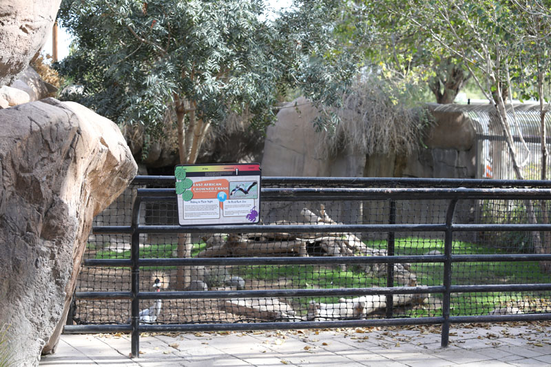 crowned crane exhibit (former warty pig)