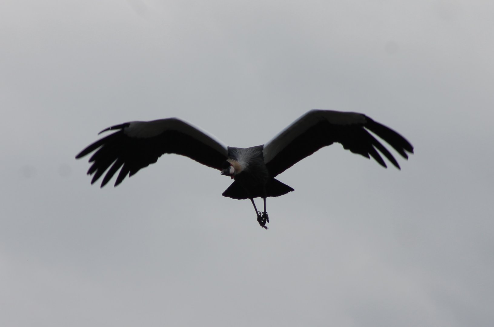 Crowned crane - Free-flight Show
