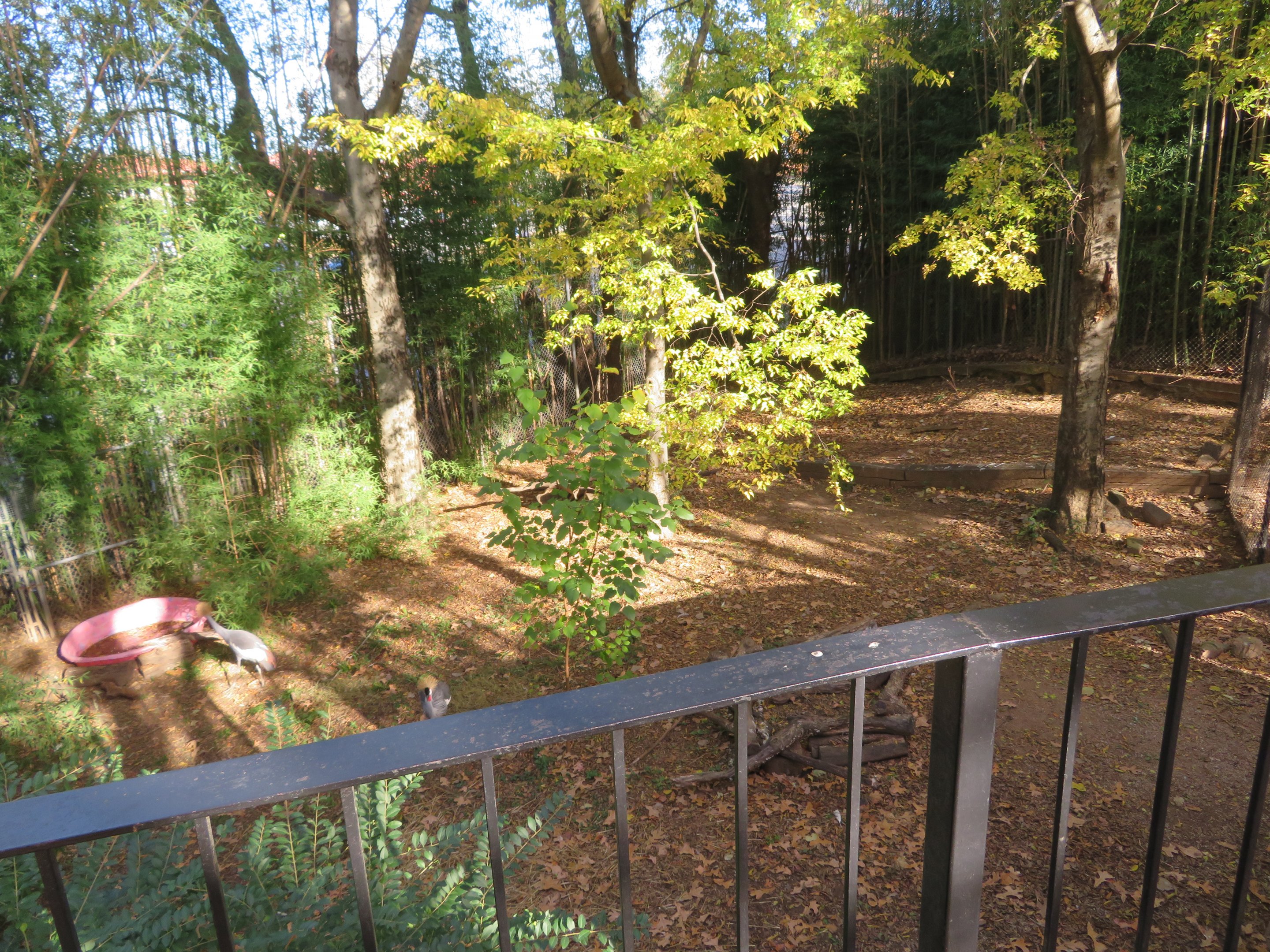 Crowned Crane/Giant Anteater Yard