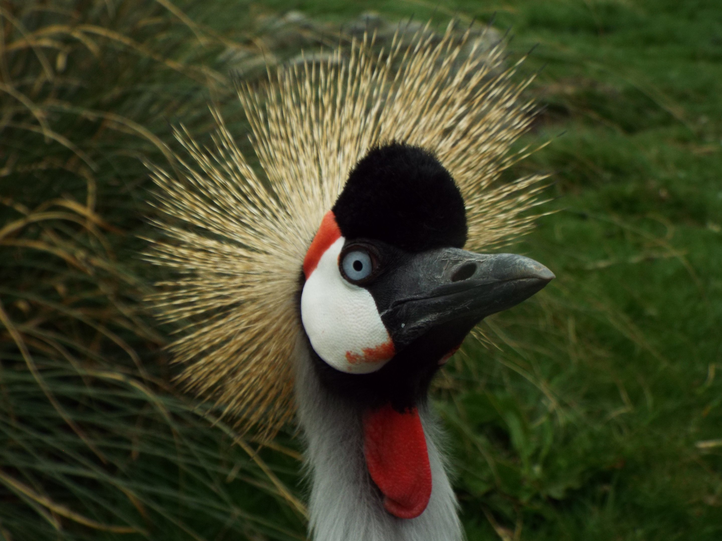 Crowned Crane Hamerton Zoo Park