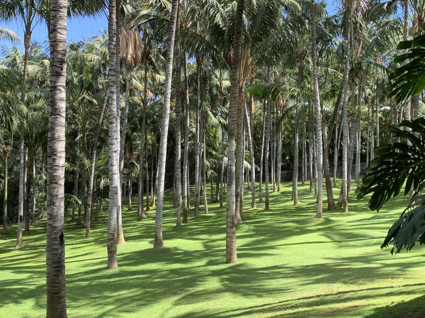 Crowned Crane immersion