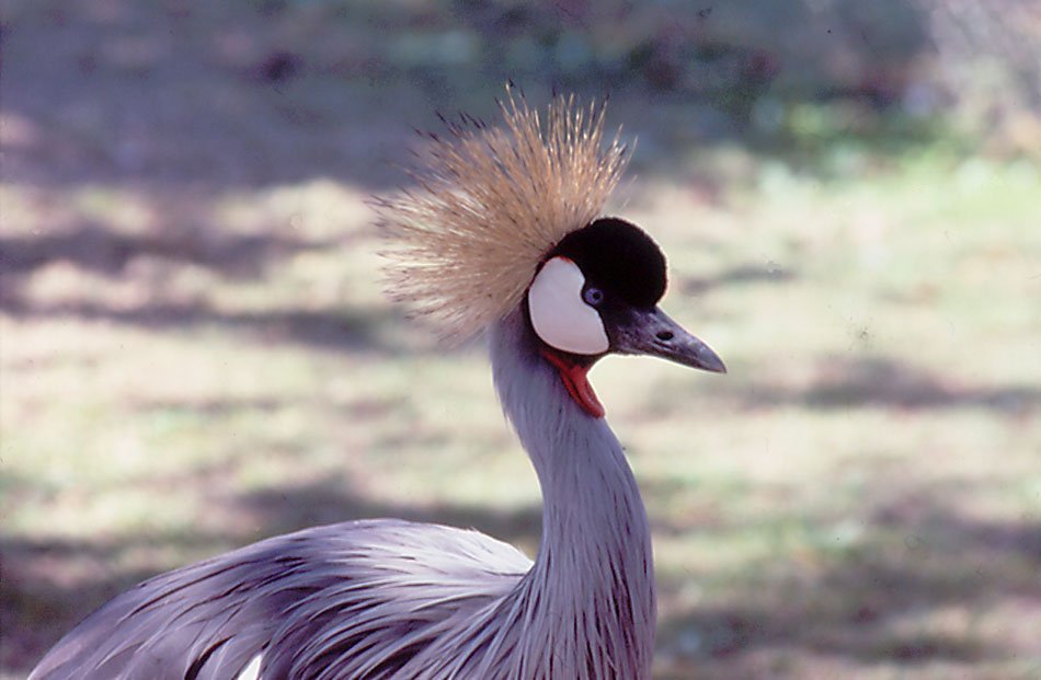 Crowned Crane - Larvon Bird Gardens, Zimbabwe